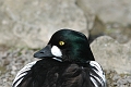 goldeneye, goldeneye ducks-2